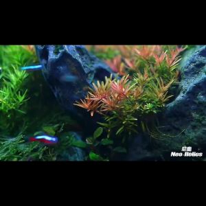 Neo Helios Flat Nano S3 Pro Plus Full Spectrum Planted Tank Light (尼奥水全光谱水草增色灯)