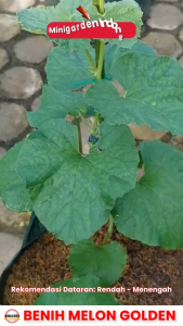 Benih Melon GOLDEN ORANGE bibit biji buah melon hibrida f1