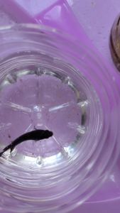 อาหารปลากัดเล็ก-โต ไรแมคโคร เม็ดลอย เม็ดเล็กๆ โรยให้กินได้เลย โปรตีนสูง กินดี แข็งแรง น้ำไม่เสีย ทดแทนไรแดง อาร์ทีเมีย