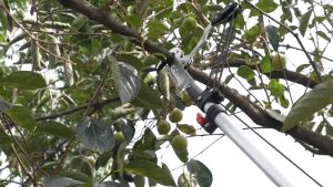 กรรไกรตัดกิ่งก้านสูง กรรไกรตัดกิ่ง พร้อม ใบเลื่อย สำหรับตัดกิ่งไม้สูง ด้ามไสลด์ได้ยาว 3.5/6.5/7.5.เมตร มีรอกช่วยผ่อนแรง ใบ SK5 เลื่อยโค้ง กรรไกรตัดกิ่งไม้ ร้านกรุงเทพ