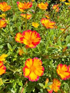 แพรเซี่ยงไฮ้ตัดกิ่งสด+คุณนายตื่นสาย10กิ่ง คละสี ดอกสวยปลูกง่าย