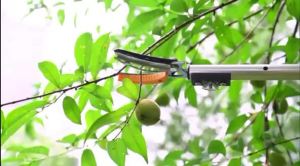 Fruit plcking/pruning/sawing fruit picker tool SK5 steel blade knife gardening tools pruning shears fruit picker tool pruning saw cutter pokok Fruit Picker telescopic Fruit Scissors high branch shears saw tree branch cutter 摘水果神器