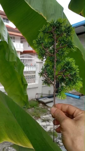 กิ่งสนเทียมเขียวขจี สวยมาก ขนาด 34cm x17cm