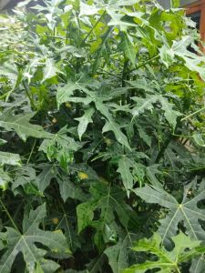 daun gedi segar atau pepaya Jepang 500 gra yang banyak manfaat dan khasiat nya