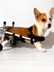 Pet Wheelchair for Elderly Cats And Rabbits Back Leg Paralysis Disability Assistance Scoliosis Rear Leg Mobility Dog Cart