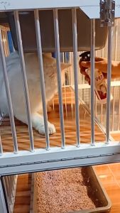 Clever Solutions - PET DISINFECTANT 250ML (Disinfektan Kucing Anabul Tanpa Alcohol Anti Virus Bakteri dan Kuman Aman Terjilat)