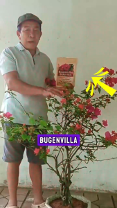 [FLOWER BOOST] Bougainvillea BloomMax 250G Flower Fertilizer for Healthy Growth More Flower Buds & Vibrant Blooms Care