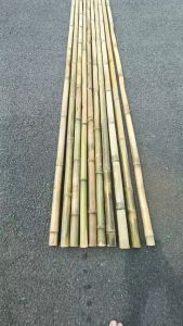 Trúc cán cờ trúc sào  trang trí tết  dài 1m75  tre trúc ốp tường làm dàn cho cây leo