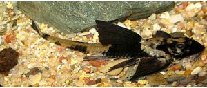 Marbled Loricaria Catfish/Marble Whiptail Catfish/Lizard Catfish/Ornamental fish/Freshwater/Readystock