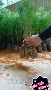 cây giống cây thông caribe