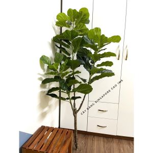 Cây bàng singapore giả - cao 160cm - Cây giả hoa lụa Decor trang trí nhà cửa