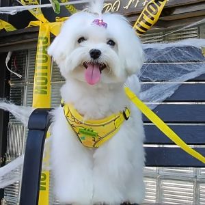 Reflective Pet Leash【Vest Type】Pet Leading Rope Cat Harness 宠物夜间反光牵引绳