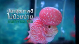 Deep Flower Horn 🐠 ร้างปลาหมอสี 2in1 สีเข้ม โปรตีนจากจิ้งหรีด 🔥10% เสริมสินค้า