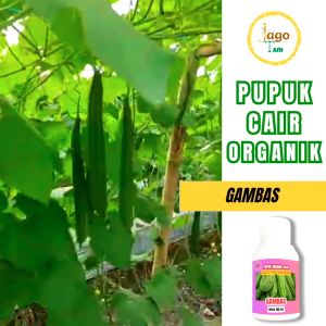 Pupuk Organik Cair Gambas 100 Ml Hormon Pemicu Pelebat dan Penyubur Tanaman By Jagotani Yogyakarta