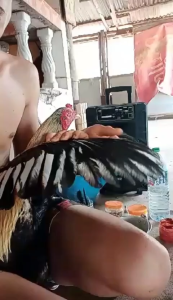 ฉาบปีกไก่ชน ปีกต่อไก่ชน ปีกไก่ชน ตัดต่อปีก 1 ชุดมี 40เส้น (ขาว) (สา) (ดู่) (กรด) (หม่น) (ดอก) คัดพิเศษ ไม่เปาะ