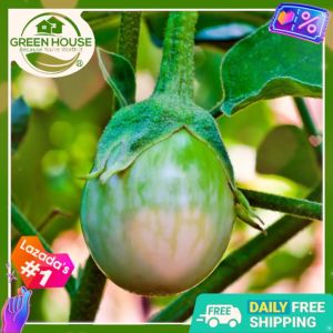 Green House® Ilocos Thai Eggplant Round Green Seeds: A Comprehensive Guide