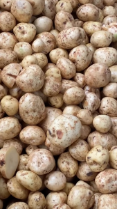 Taylors Potato Crisps  Taylors Snacks 40g