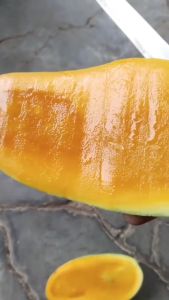 Bibit Tanaman Buah Mangga Kiojay Stek Okulasi Super Unggul Rajin Berbuah Siap Tanam