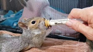 จุกนมแมวเล็ก จุกนมแมวทารก จุกนมแมวนิ่มๆ จุกนมแมวแรกเกิด จุกนมสุนัข จุกนมกระรอก จุกนมชูการ์ ขวดนมแมว จุกนมกระต่าย จุกนมกระแต จุกนมป้อนนมสัตว์เล็ก