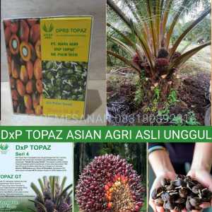 BIBIT BENIH POLONG KECAMBAH SAWIT TOPAZ SUPER UNGGUL BIBIT SAWIT TOPAZ ASIAN AGRI ASLI ORIGINAL