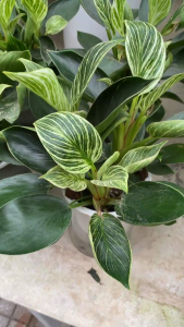 Cây trầu bà kim cương thủy sinh dễ sống cây trang trí văn phòng dễ chăm sóc thanh lọc không khí