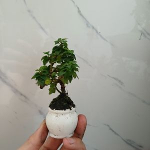 Cây vân sam thái (tu hú thái) siêu mini có chậu men