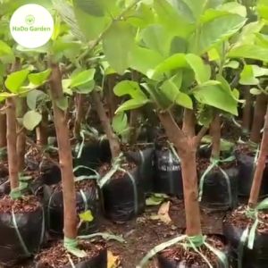 Ổi Nữ Hoàng giống ổi ngon nhất hiện nay trái to giòn ngọtít hạt.