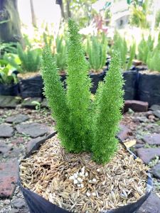 ekor tupai cemara ekor tupai