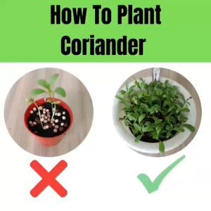 Coriander Assorted (200gm-500gm) Microgreen Seeds Wellgrow Seeds