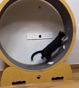 【COD】Self-Entertainment Cat Running Wheel Sports Wheel Roller Pet Treadmill  Toy Cat Exercise Wheel Kucing Training