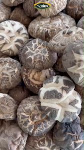 รอว์ฟู้ด เห็ดหอมลายญี่ปุ่น สีธรรมชาติ 200 กรัม - จัดส่งฟรี - Exp.12/2026 ไม่ใช้สารกันบูด-สารฟอกสี มีอย. ดอกใหญ่ เนื้อเยอะ (Dried Shiitake Mushroom) Nutriris Brand