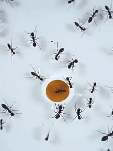 【พร้อมสต็อก|ส่งจากกทม】 ยาฆ่ามด เหยื่อมด เหยื่อกำจัดมด เจลกำจัดมด ใช้งานง่าย เพียงติดไว้ ยากำจัดมด เจลฆ่ามดยกรัง เจลฆ่ามด ant killer