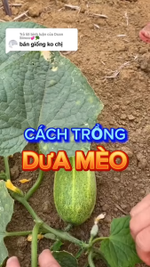 Hạt giống Dưa mèo giống bản Tây Bắc trái to ( Gói 50 Hạt ) - FlowerSeeds