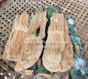 Jual kulit pohon pinang segar original 500 gram