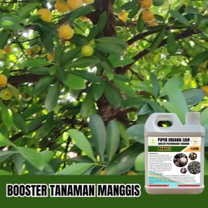 POC Booster Pelebat Buah Manggis Pupuk Percepat Pertumbuhan Dan Pembungaan Anti Rontok