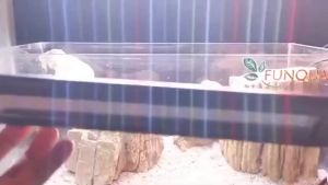 NIKITA STAR NS 400 Lampu LED Gantung Aquarium Aquascape NS400 30-40 cm