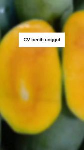 Bibit Mangga Harum Manis Super Okulasi