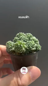 หนอนฟ้า Sedum Dasyphyllum Major ไม้อวบน้ํา กุหลาบหิน แคคตัส กระบองเพชร cactus&succulent