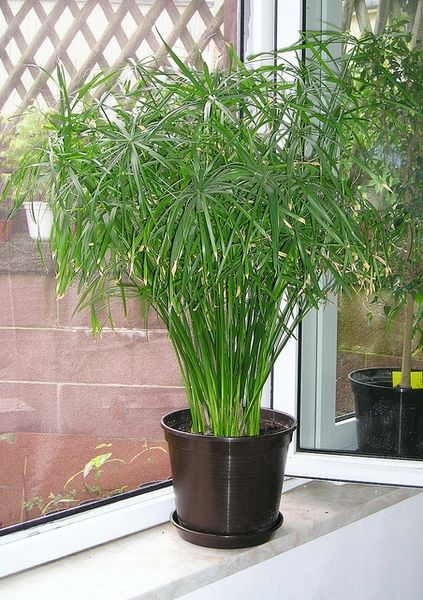 plant fertilizer indoor Nelson Indoor Plants Food 18-4-8