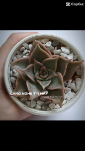 Sen đá móng rồng