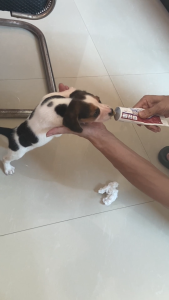 CARTY Virbac NutriPlus Gel for Cats and Dogs 120g Nutrient Booster Supports Nutritional Supplement Pet Health and Vitality