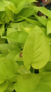 999SHOP ต้นพลูทอง พลูด่างสีทองกระถาง 4 นิ้ว ต้นไม้มงคล ต้นไม้ฟอกอากาศ