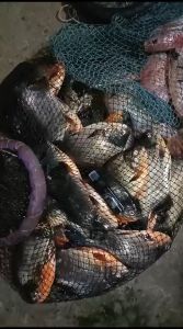 Essen Tsurikami Attractant Spesial Nila & Mujair Lele Ikan Mas Bawal Patin