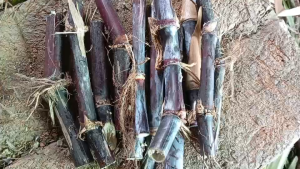 อ้อยดำ อ้อยแดง ตัดสด ขาย 6 ท่อน 99 บาท อ้อยดำ 1ท่อน จะมี 2-3ข้อตา ยาวประมาณ 20-30 เซนติเมตร อ้อยมงคล อ้อยโบราณปลูกแบบธรรมชาติไร้สารพิษ หั่นเป็นชิ้น ต้มกับน้ำ