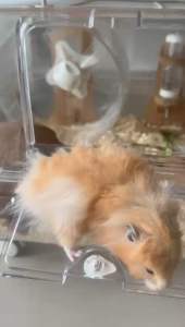 Living World 10L Green Ultra Comfort Premium Bedding rabbit hamster guinea pig toilet bedding