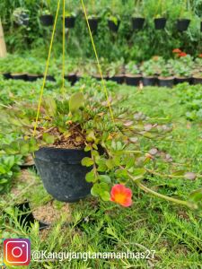 Tanaman Hidup | Portulaca import ( 1 Pot )