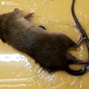 Lem Penangkap Tikus Jebakan Tikus Serbaguna Cap Gajah Paling Canggih dan Kuat