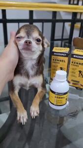 WASSUPET 100ml Dog Cough Medicine Gamot Sa Sipon Ng Pusa Gamot Sa Ubo Ng Aso Pet Medicine For Colds And Cough Dog Medicine For Cough for Dogs and Cats