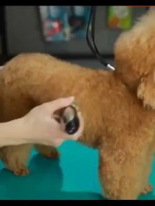 Electric Razor for Pet Care: A Comprehensive Guide