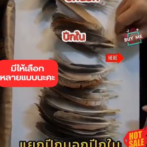 1 ชุด 50 ใบ ปีกไก่ชน สีสา อุปกรณ์ไก่ชน คลิกเพื่อเตรียมตัว